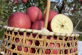 【令和7年１月大雪被害200円寄付】感謝お礼セール7%OFF大玉から順に発送‼️🍎青森県産葉取らず完熟ふじ約6kg家庭用‼️とことん味にこだわりました😊
