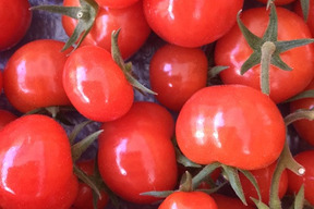 そのままパクッと一口！皮が薄く、あま～いフルーツミニトマト★ひめトマ★1kg