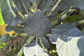 【アワード受賞福袋】【福袋】【淡路島より旬をお届け】冬の野菜セット