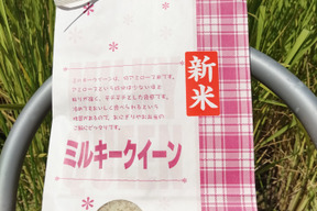 新米 令和7年産 強い粘りのミルキークイーン 一等米　玄米　5㎏×2袋