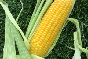 【2本増量✨】朝の採りたて発送！とうもろこし🌽6本+2本(本州の方限定）