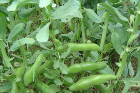 【予約】【生活応援セール】新鮮朝採り　空豆　そら豆　３㎏２９８０円→２７００円