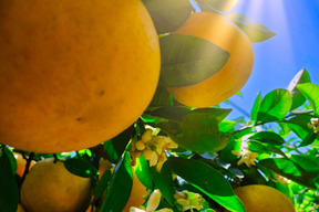 箱込約2㌔　1,000箱以上売れる　河内晩柑　 家庭用