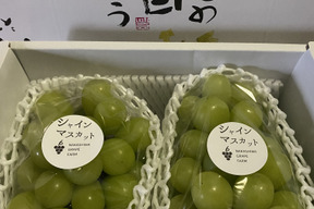 【9周年感謝祭】　エメラルドグリーンの輝き！矢掛町産シャインマスカット2房入り箱