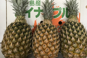 沖縄県石垣島産規格外スナックパイン3個