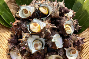 【お中元】隠岐の島産 とれたて!新鮮活さざえ(1.2kg) 【熨斗付き】