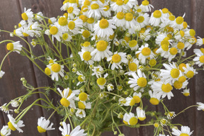 数量限定 畑より直送 オーガニックフレッシュカモミールの花束 埼玉県産の花 植物 食べチョク 産地直送 産直 お取り寄せ通販 農家 漁師から旬の食材を直送