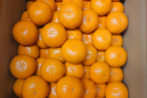 甘味と酸味のバランスがとれた「まる美」の完熟濃厚みかん（5㎏）