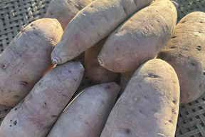【ねっとり甘い】熟成有機さつまいも 紅はるか 2kg（訳あり・家庭用／農薬不使用）