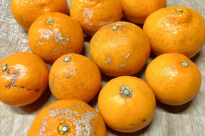 樹上完熟
「興津早生　家庭用傷あり」 5キロ
  大、中、小サイズ混合