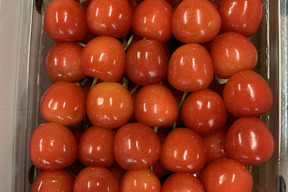 【クール便】朝どりさくらんぼを直送！M～２Lサイズ５００gご自宅用（佐藤錦または紅秀峰）