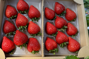 プレミアムいちご 『あまりん』6粒、8粒、9粒、11粒、15粒 のいずれか 250g×2パック入り