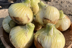 （特別栽培）甘み濃厚！浜松産フレッシュ新玉ねぎ2㎏