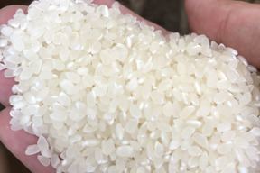 (白米10kg)有機JAS認証コシヒカリ10kg【令和元年産米】（石川県産）