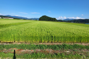 山形県産はえぬき10kg(5kg×2袋)白米7年産