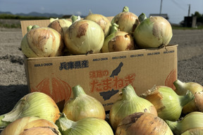 淡路島完熟玉ねぎ 中生10kg