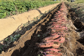 訳あり・大きさ色々！熟成有機さつまいも（５kg）【農薬不使用】