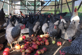 平飼い有精卵30個　輸入とうもろこし不使用　未利用資源を使った地域循環型養鶏