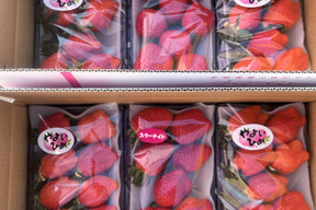 ⭐️2品種⭐️
やよいひめとその日のおすすめ【果汁たっぷり濃厚】【いちご食べ比べ】320g×3トレー　余り見ない大きさにビックリ✨