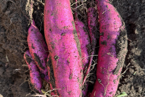 インスタ映え【ご家庭用】千葉県産さつまいも3㎏　パープルスイートロード　美しい紫色でインスタ映え！熟成させると甘みが増します！蒸し芋・温野菜にもおすすめ