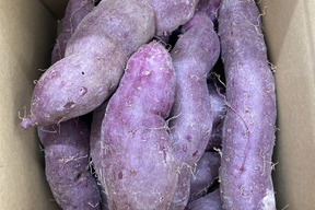 有機紫いも(あや紫)2kg 美容・健康効果たっぷり
