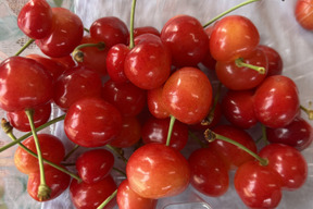 【訳ありチルド便】即日発送 採れたて さくらんぼ 訳あり佐藤錦  紅秀峰 秋田県産 サクランボ  400g〜 家庭  三関 パック お得 2パック入り味はそのまま さくらんぼ 家庭用