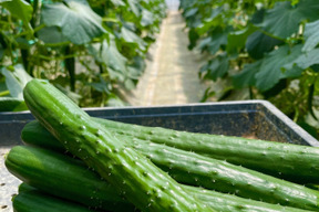 【特別価格】【訳あり】【朝採れ】星３つ🌟新鮮朝採りきゅうり🥒2kg弱色々詰め合わせ【千葉県旭市産】