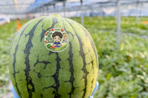 最初に実る特別な甘さのご褒美スイカ｜すいか・ピノガール2玉
