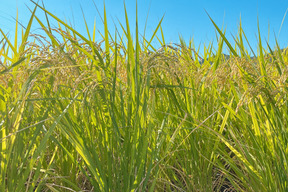 【令和7年新米】鳥取県　つむぎfarmのコシヒカリ 白米 9kg