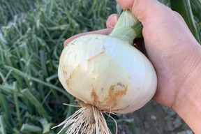 新玉ねぎ3kg🅱️🧅淡路島極熟玉葱　今が旬‼️ 特別栽培農産物　シャーロットオニオン