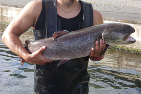 3ヶ月限定 お米じゃないよ 魚だよ 群馬のブランド鱒ギンヒカリ 群馬県産 食べチョク 農家 漁師の産直ネット通販 旬の食材を生産者直送 3ヶ月限定 お米じゃないよ 魚だよ 群馬のブランド鱒ギンヒカリ 群馬県産 食べチョク 農家 漁師の産直ネット通販 旬の食材を生産者直送