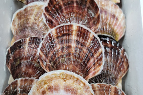 北海道産活ホタテ３年貝