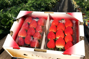 ⑨真心農園　あまりん【葵】化粧箱２パック入り　ご贈答でも好まれます！TCAMAO2P