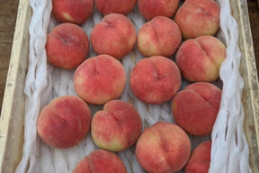 樹上完熟あかつき（桃）朝どり直送便1.5kg(５〜6玉入り)