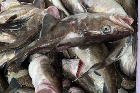 秋田県産 真鱈box タラ メス5キロ 秋田県産の魚介類 食べチョク 産地直送 産直 お取り寄せ通販 農家 漁師から旬の食材を直送