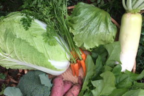 旬のおまかせ野菜セット🥦5品目〜7品目