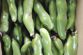 シーズン到来！指宿産そらまめ『いぶすき陵西』（ご家庭用・5kg）