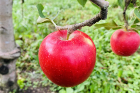 次は来年です🍎👋【幻の小玉第1弾】シナノピッコロ3キロ箱 人気上昇中！ 〜21玉 商品ID41120 長野県 信州 安曇野 リンゴ 幻 幻のリンゴ 予約 希少 旬 小玉品種