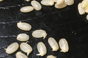 【令和7年度産】完全農薬不使用・化学肥料不使用・動物性堆肥不使用。天日乾燥。うるち米 玄米（コシヒカリ）5kg