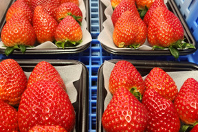 贅沢3～6種類食べ比べ その日取れた美味しい品種を発送します 約150ｇ6パック【2026年発送先行予約】【福袋】【お歳暮、お年賀、クリスマス】