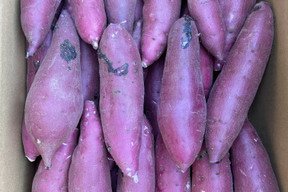 ねっとり甘い！熟成紅はるか　Sサイズ　10kg さつまいも