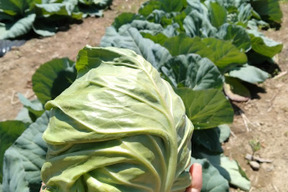 長野県産　グリーンボール　５個　（ご家庭用）