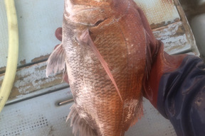 活け締め真鯛1キロ詰め合わせ 大阪府産の鯛 食べチョク 産地直送 産直 お取り寄せ通販 農家 漁師から旬の食材を直送
