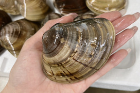 【愛知県三河湾産】手彫り天然はまぐり　活きて届く美味しさ　特大サイズ130〜160g1Kg 
BBQに欠かせない
煮蛤，焼蛤，酒蒸しがオススメ