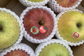 🍎お歳暮間に合います！🍎もぎたてジューシー◆甘さが違う！葉とらず入り品種ミックス🍎贈答用３キロ【冬ギフト】【お歳暮】のし対応