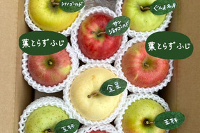 🍎 【アワード受賞福袋】 【冬ギフト】(家庭用)5品種詰め合わせ🍎3キロ   おまかせ 商品ID171041