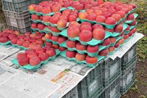 果汁たっぷり！家庭用サンフジ3kg