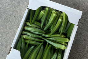 100g増量中！！　【八百結び農法】トマト屋が作る！ねばね〜ばオクラ！1kg