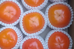 【希少】九度山の富有柿★★★秀品２Ｌ以上の大玉１８～２４個入り (約７、５kg)【除草剤不使用】【節減対象農薬：当地比４～５割減】