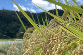 【色選使用】令和8年産  岡山県産きぬむすめ 単一原料 玄米10kg